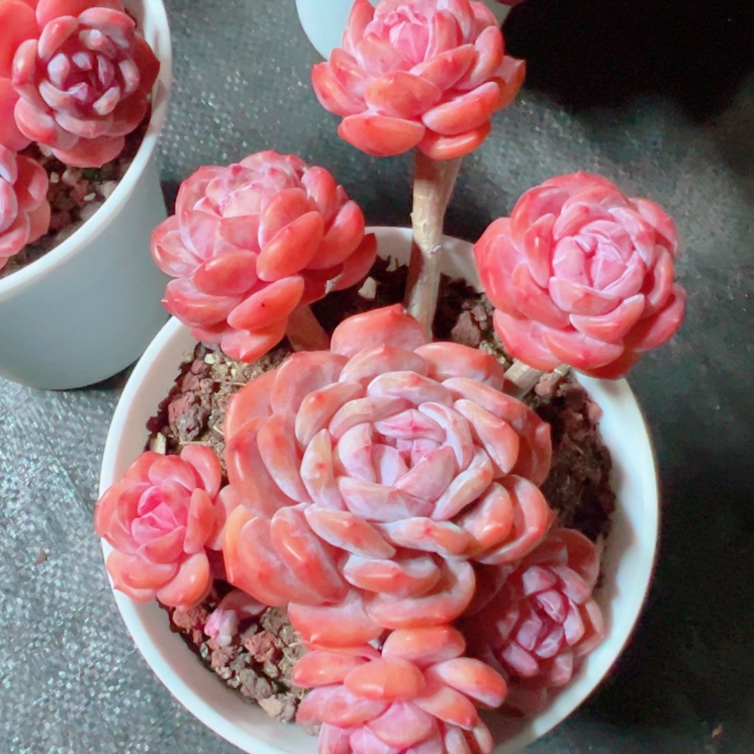 蛋***快星影精品多肉老桩