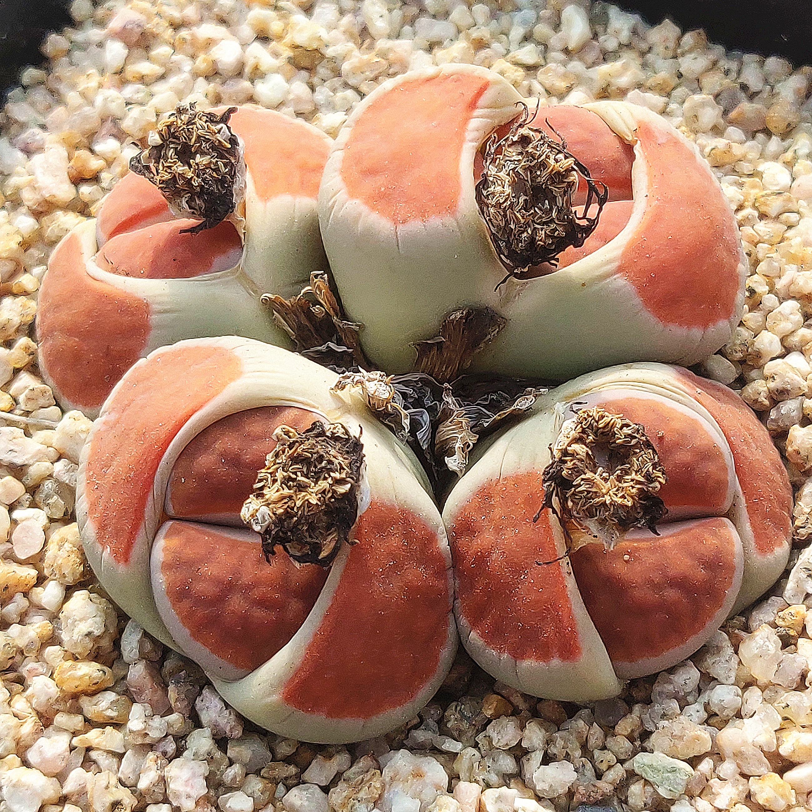 光年园艺生石花肉锥多肉植物番杏科群生母本下单链接拍对应金额