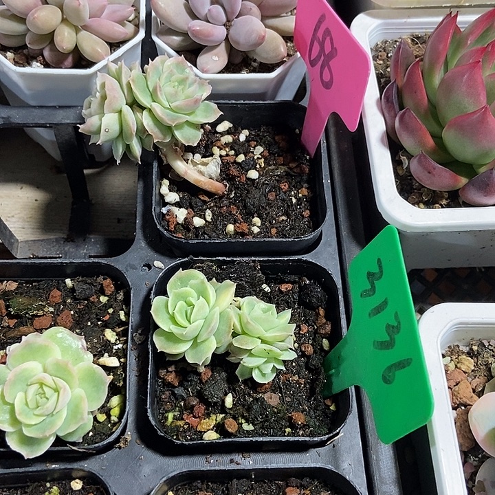 冷***)多肉植物虾饺68 3136