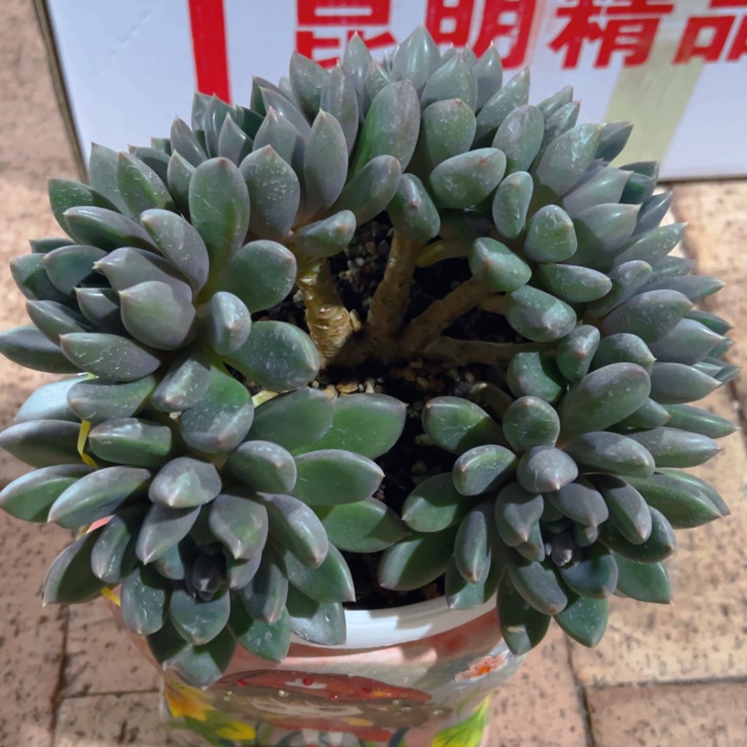 睡神小姐妹寄养的 1