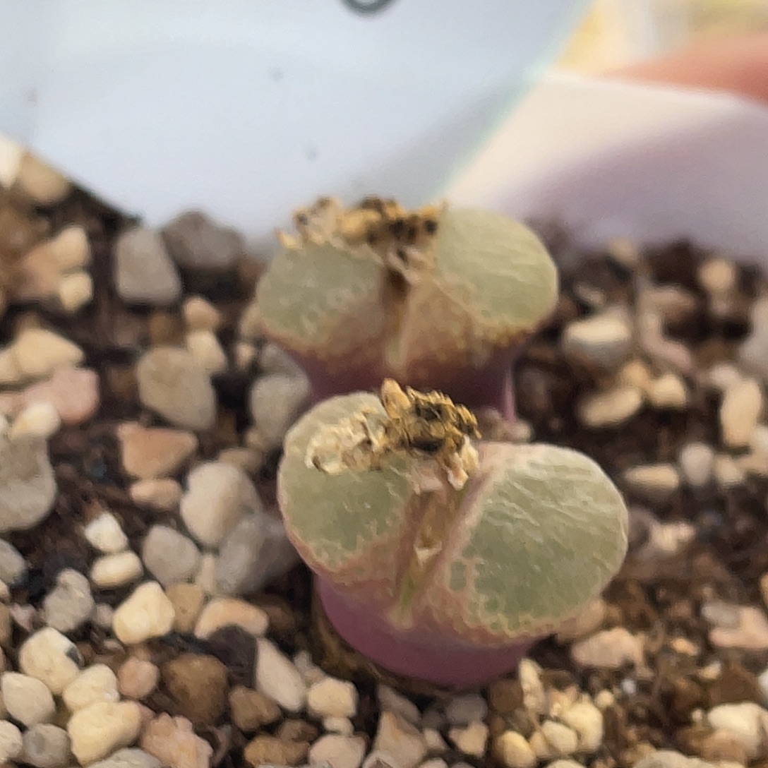 李***)4-119肉锥多肉植物