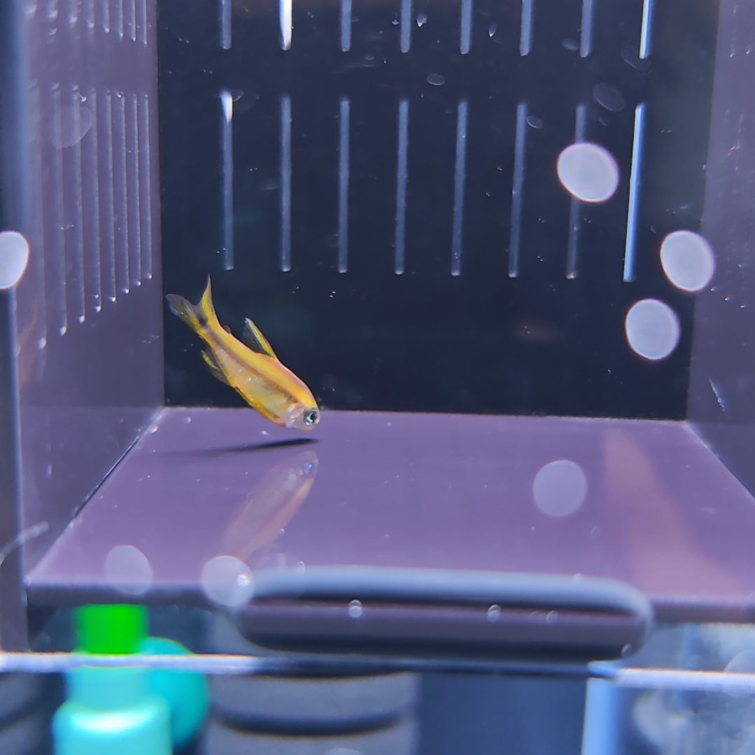 灯科鱼精选超级黄魔鬼