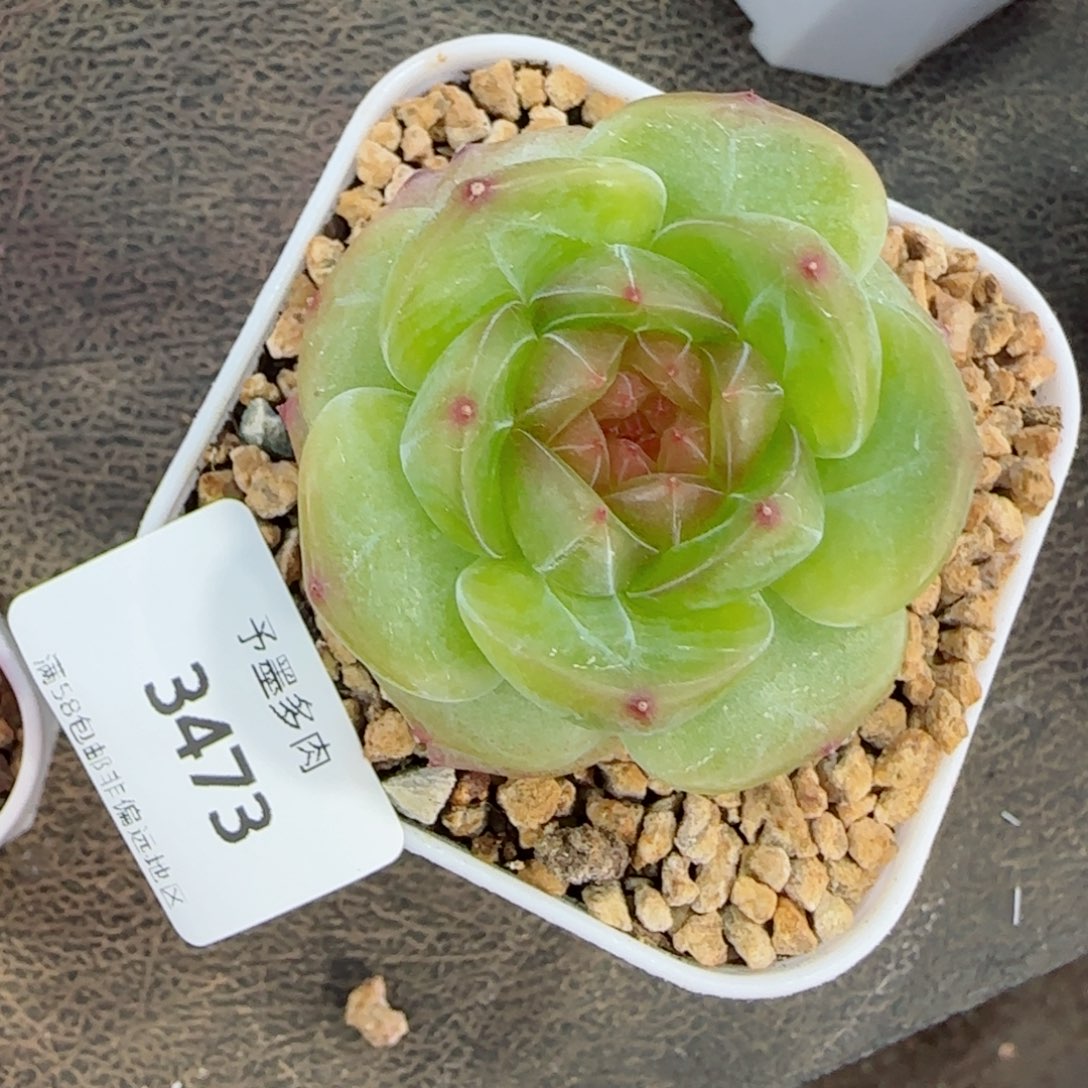 玉茗珍妮母本，3473多肉