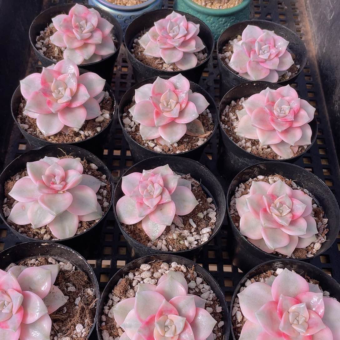 量拍138号 紫乐锦单头一个