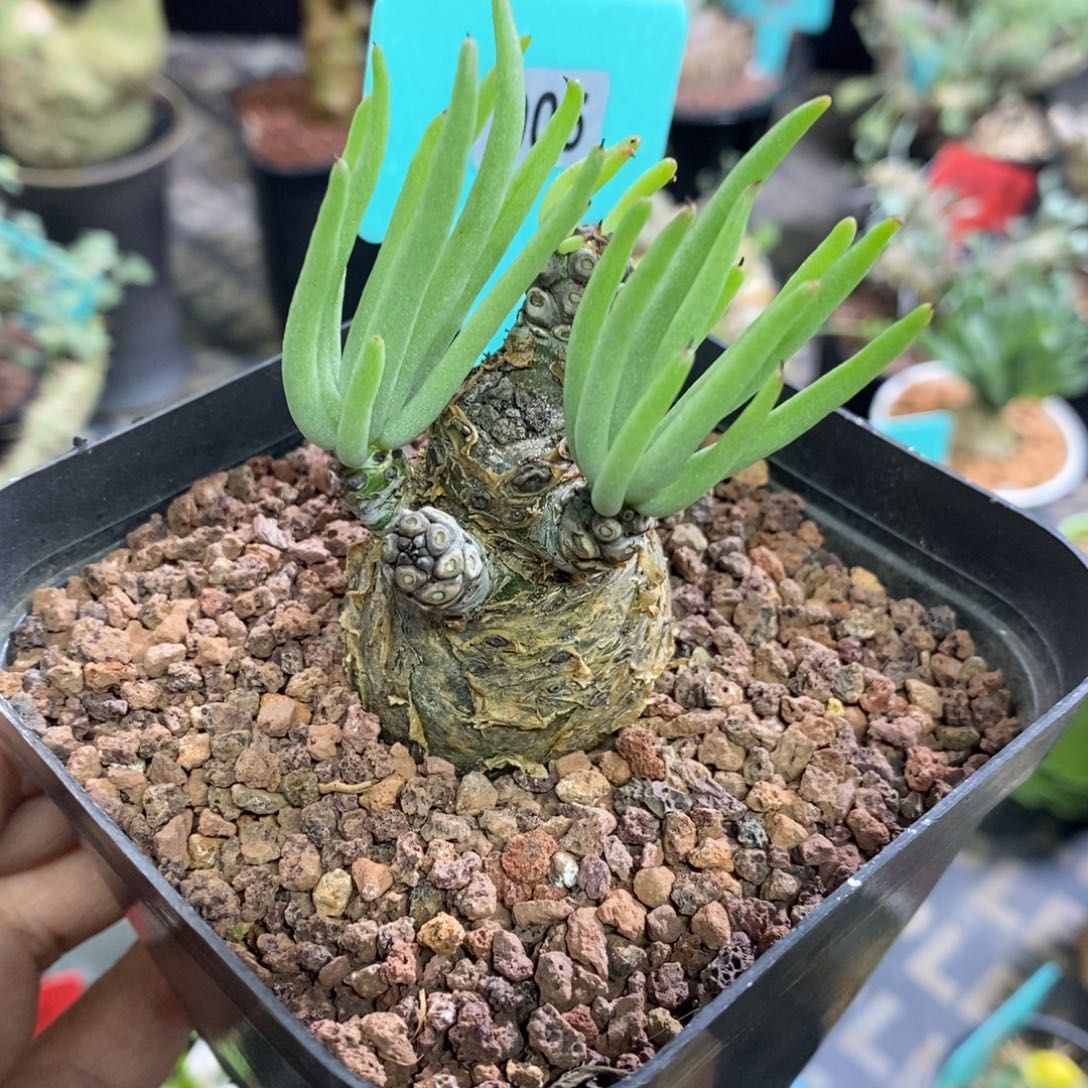 白象多肉植物一个