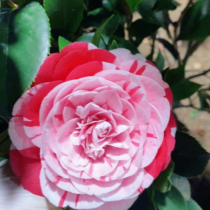 经典赤丹粉丹山茶花树苗盆栽花卉庭院阳台好养易活