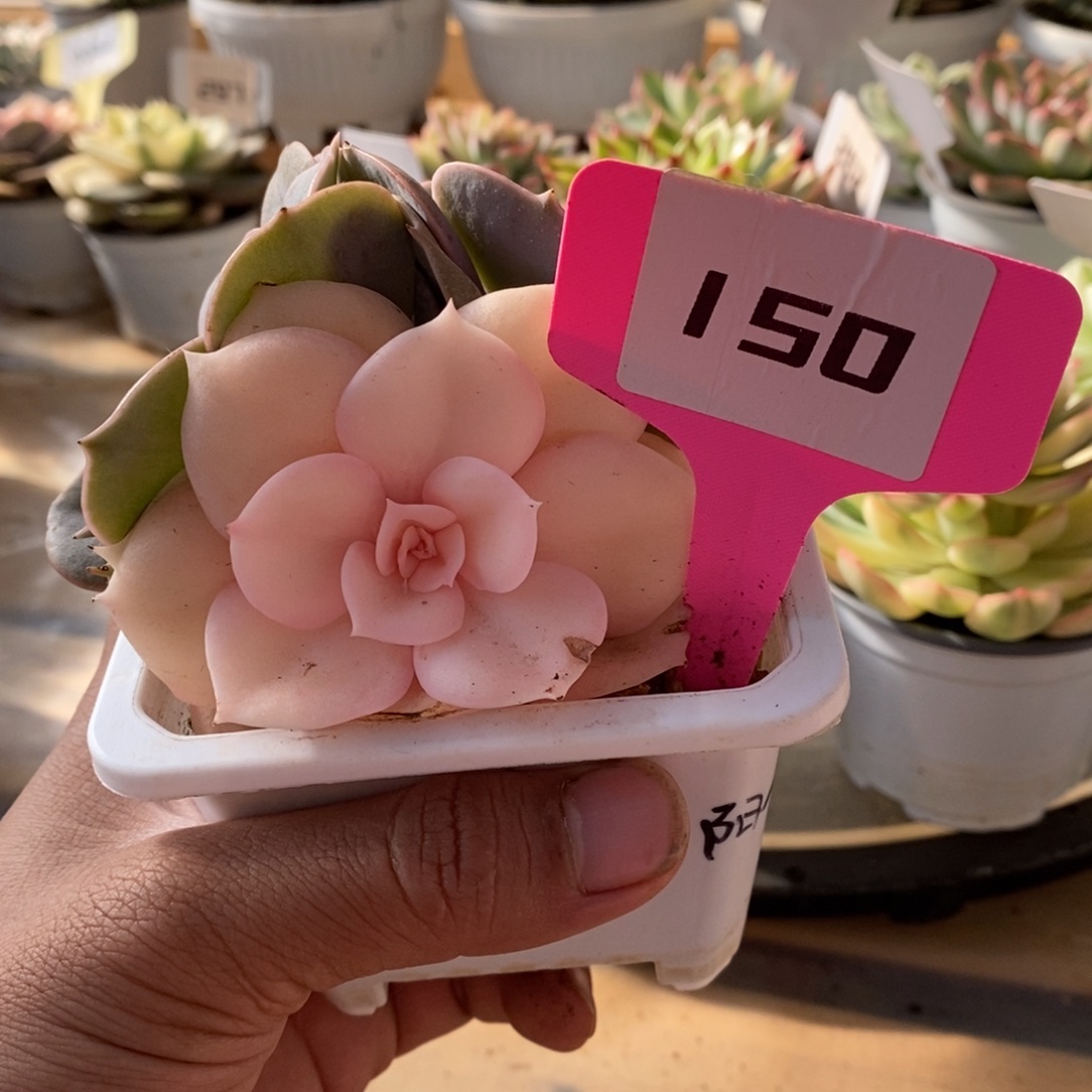 150双子座哈哈哈哈哈哈