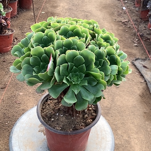 绿羊绒多肉植物法师2