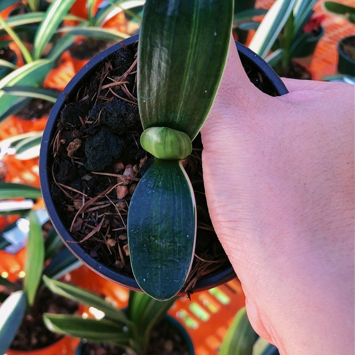 【闪购商品】完全开放随*