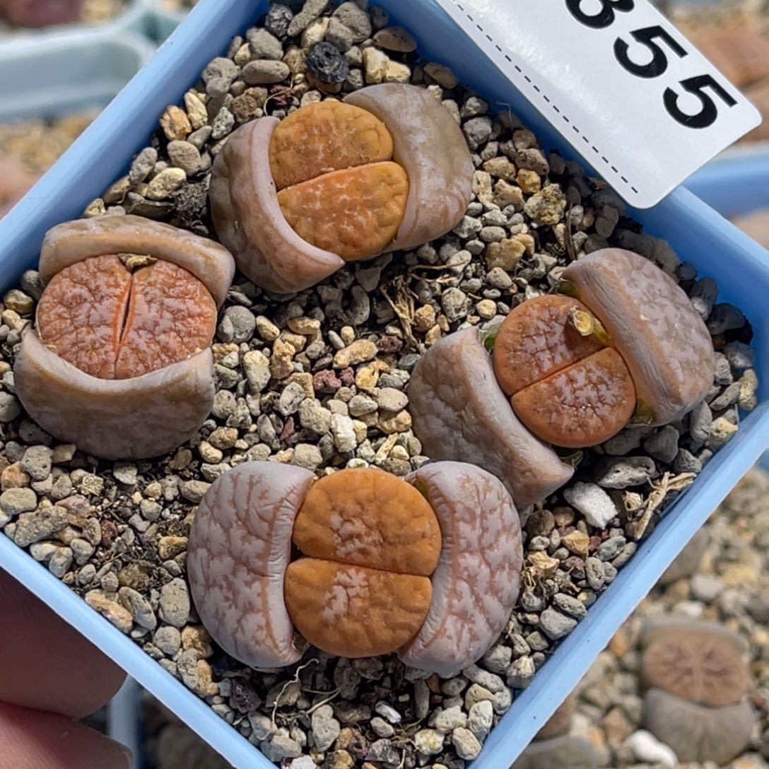 7855拿铁4颗尺寸2.5