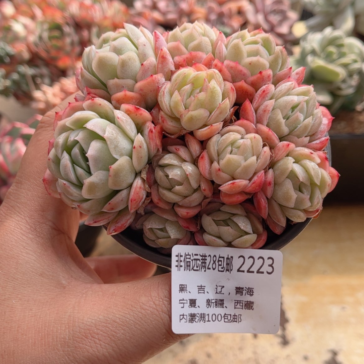 【闪购商品】2223贝瑞
