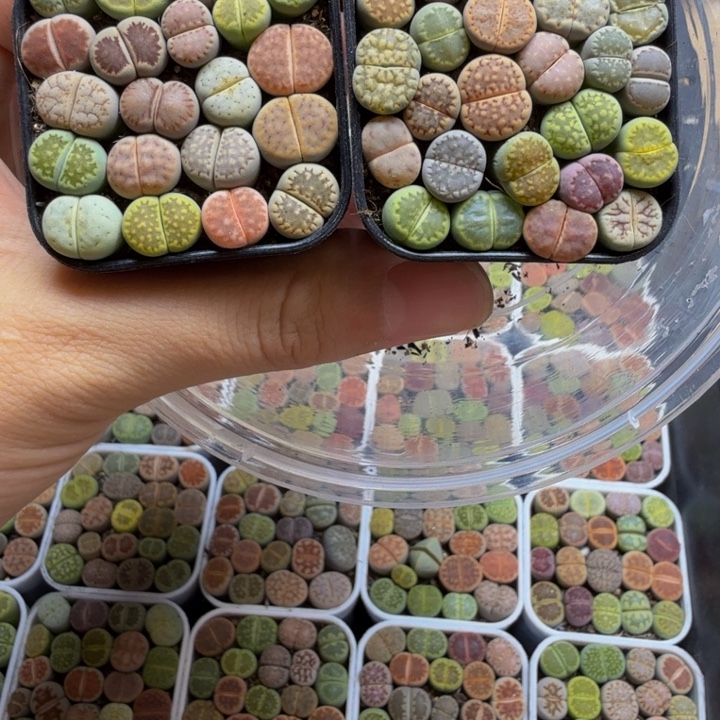 多肉植物的生长发育103