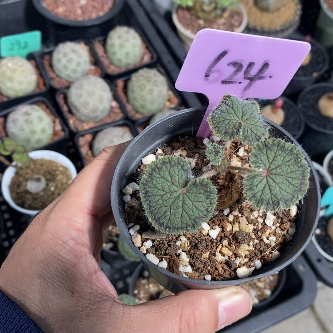 圆叶杨奎多肉植物