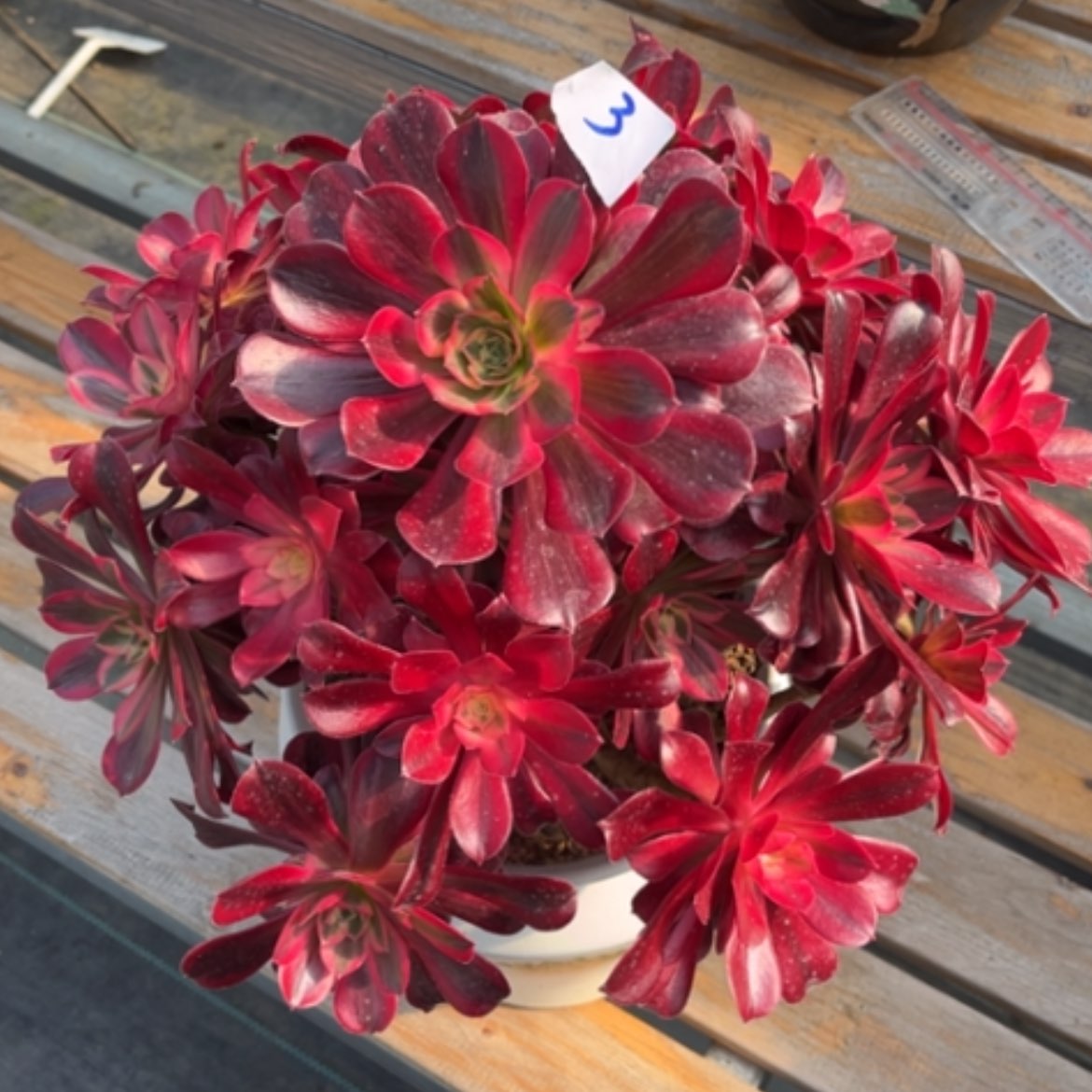 【闪购商品】3美杜莎多肉法师