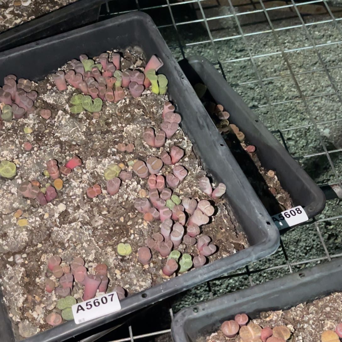 小***夏5607，5608福利筐2不售后