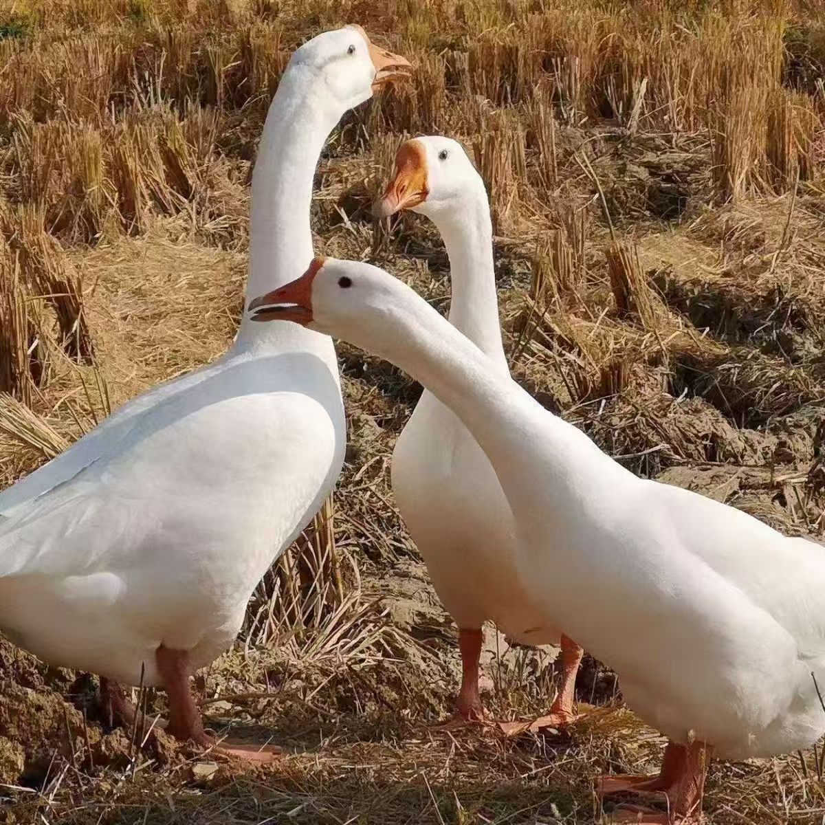 【周凯铁粉专享】农场散养青年大白鹅带心肝6斤以上