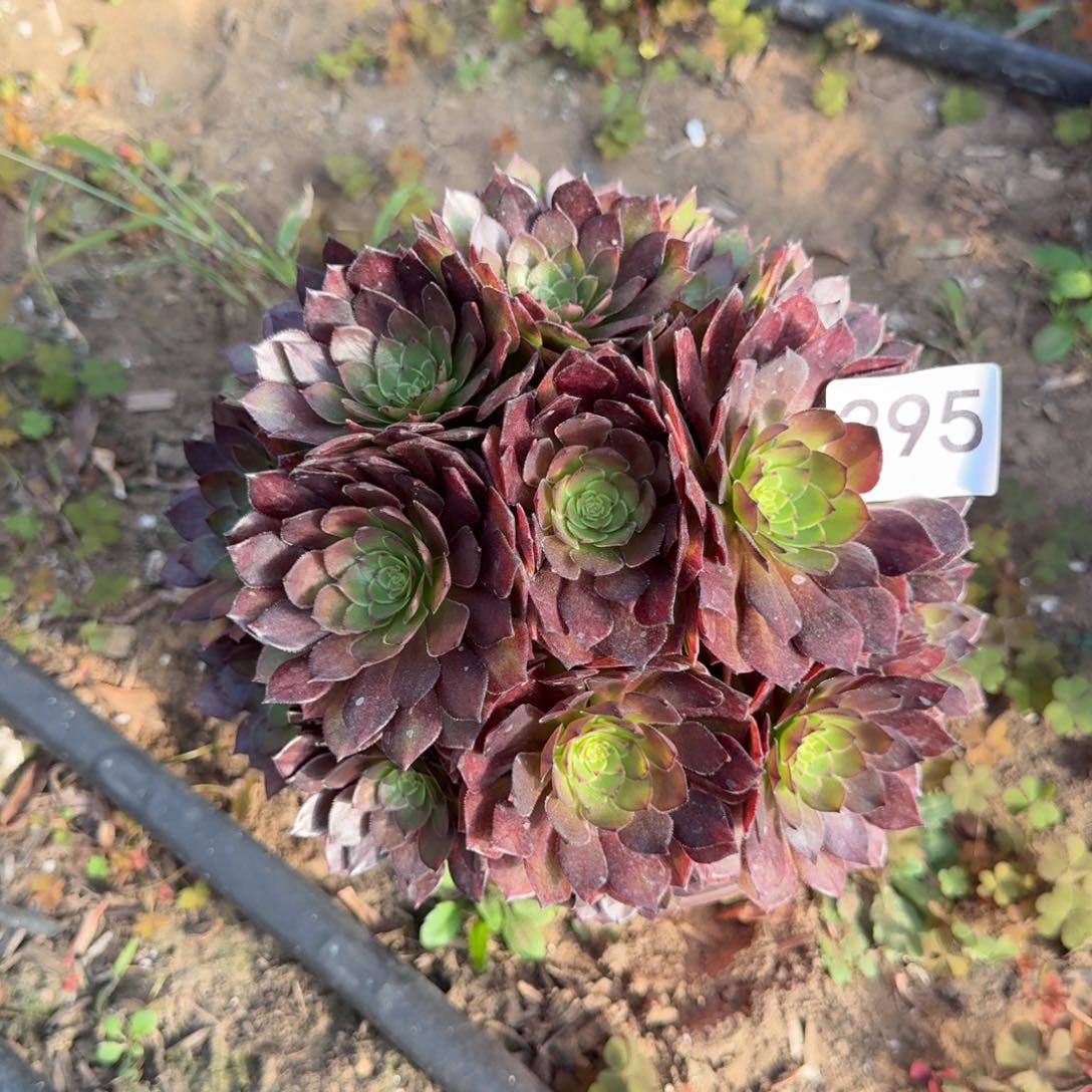 桃花石法师多肉295号法师