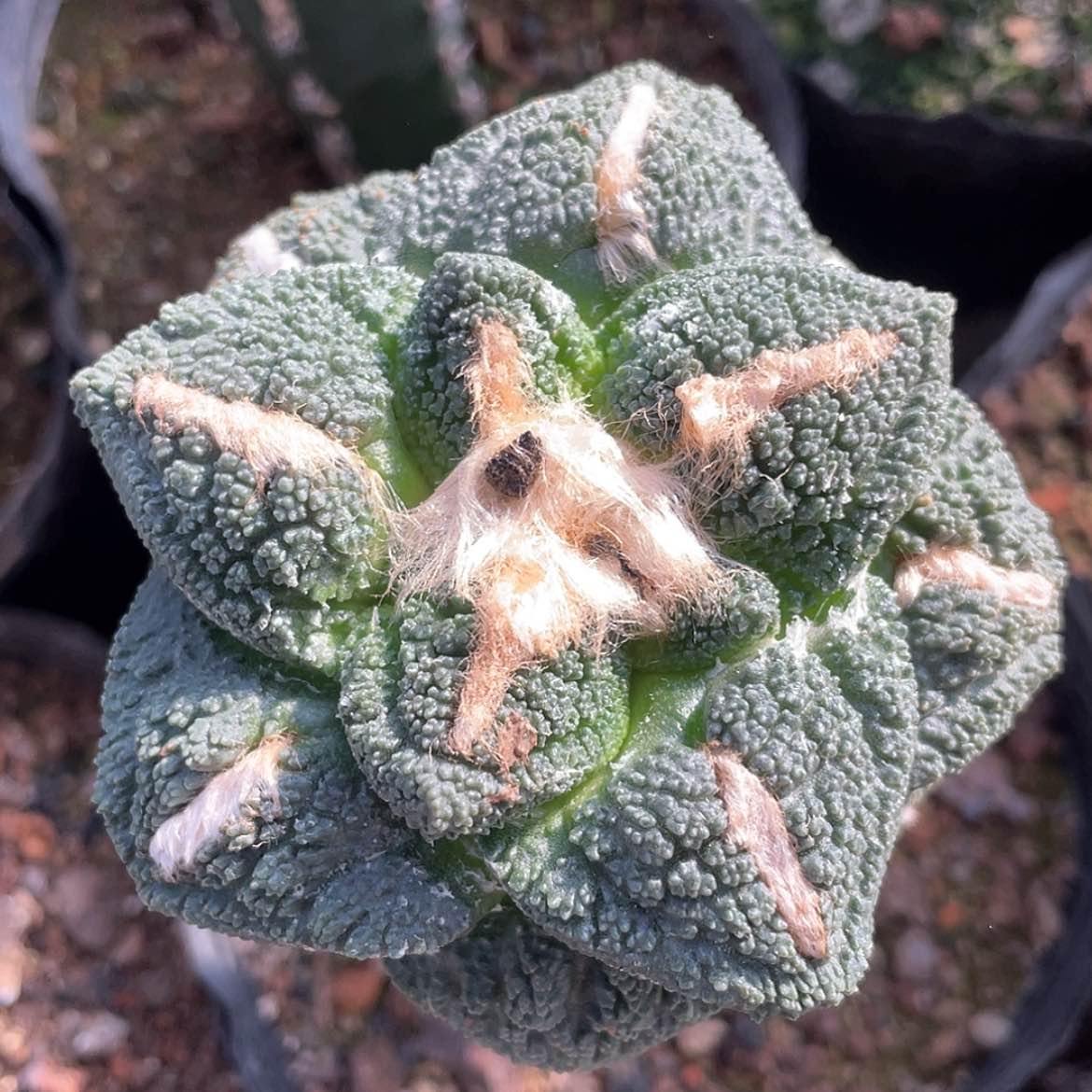 【闪购商品】嫁接龟，密尤，8.4公分