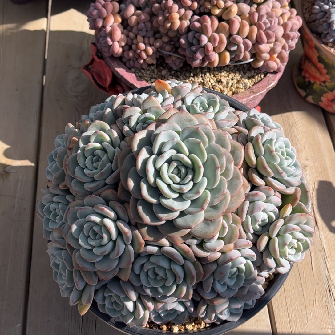 香雪海群一物一拍