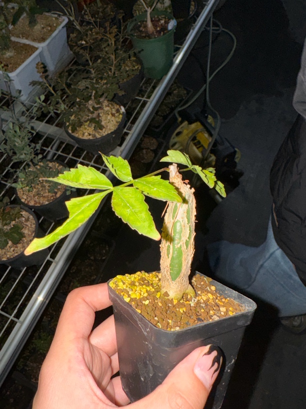 橄榄多肉植物多肉植物