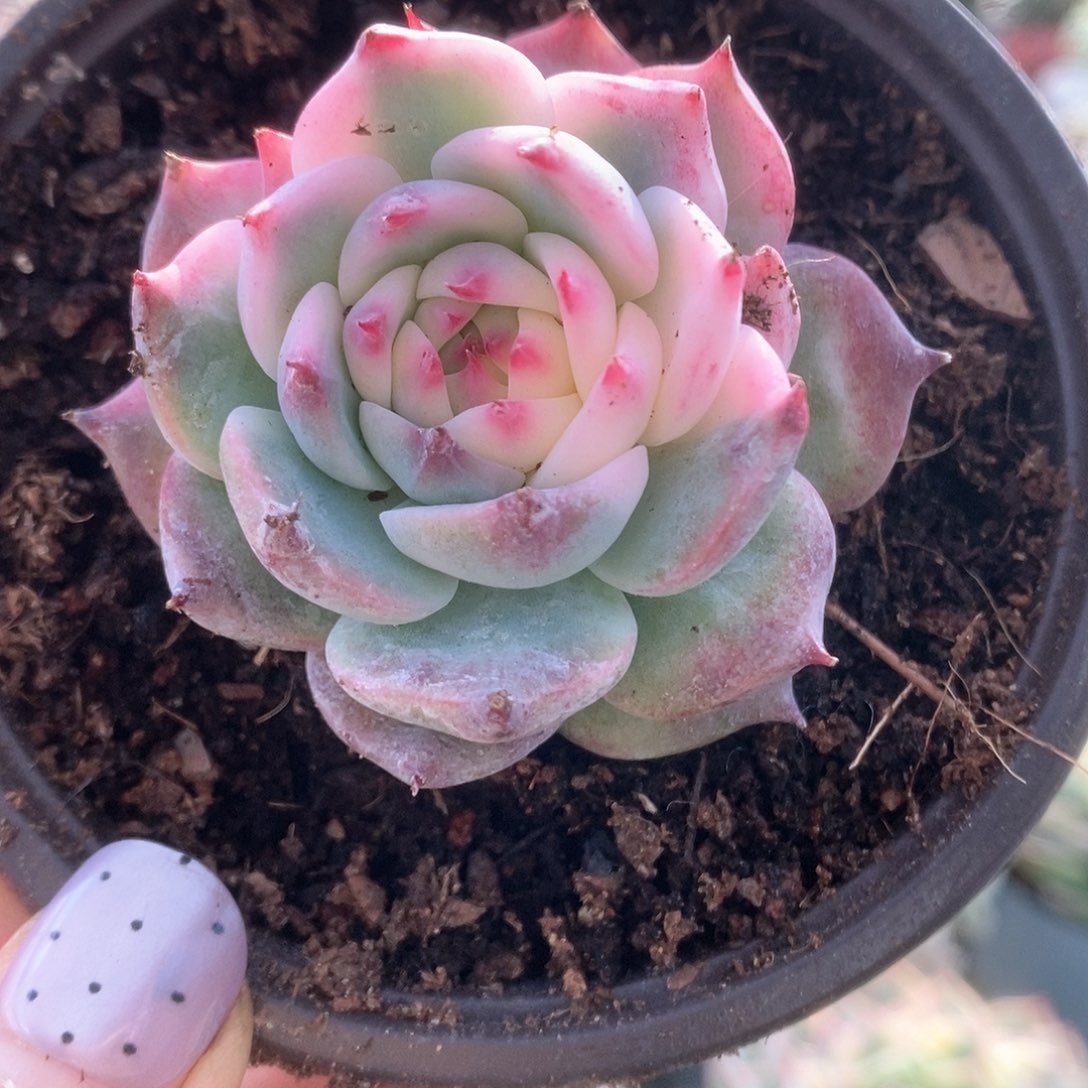 066哈哈哈哈哈哈哈哈