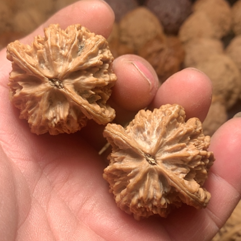 【闪购商品】才*野生金牛