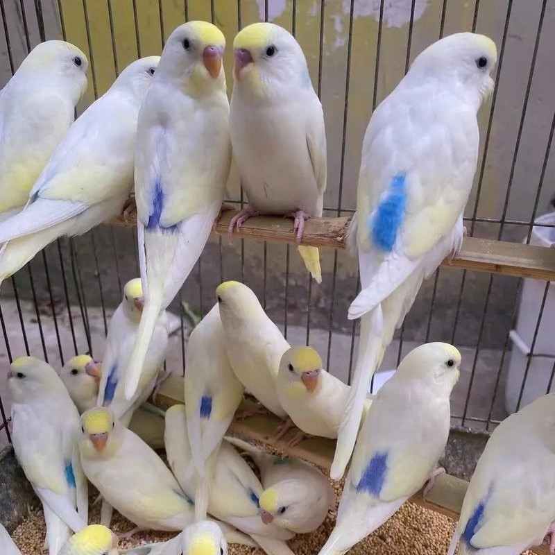 金彩虎皮特色虎皮鹦鹉活体养殖场直发健康活泼可爱