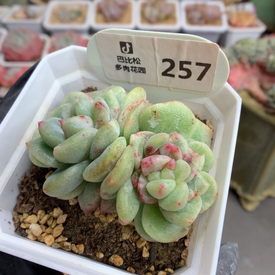 257 珍妮石化多肉