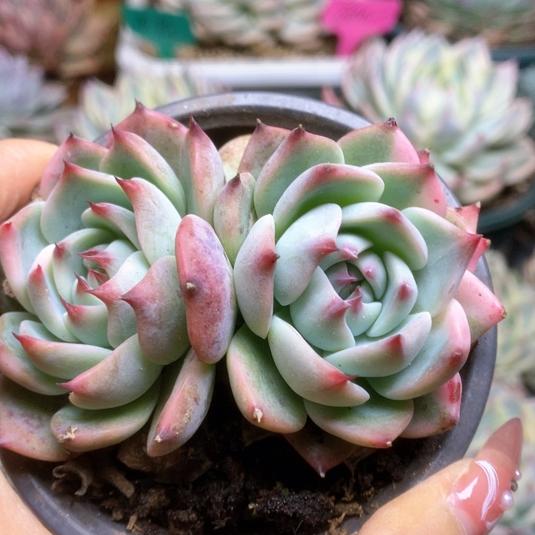 056锦锦锦锦锦锦锦