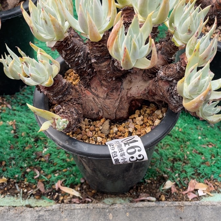 463号雪奴多肉植物