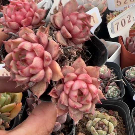 752笨吧一物一拍多肉