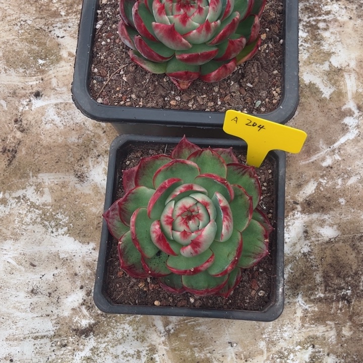 春***春惊鸿仙子多肉植物A203.A204（非化水不售后）