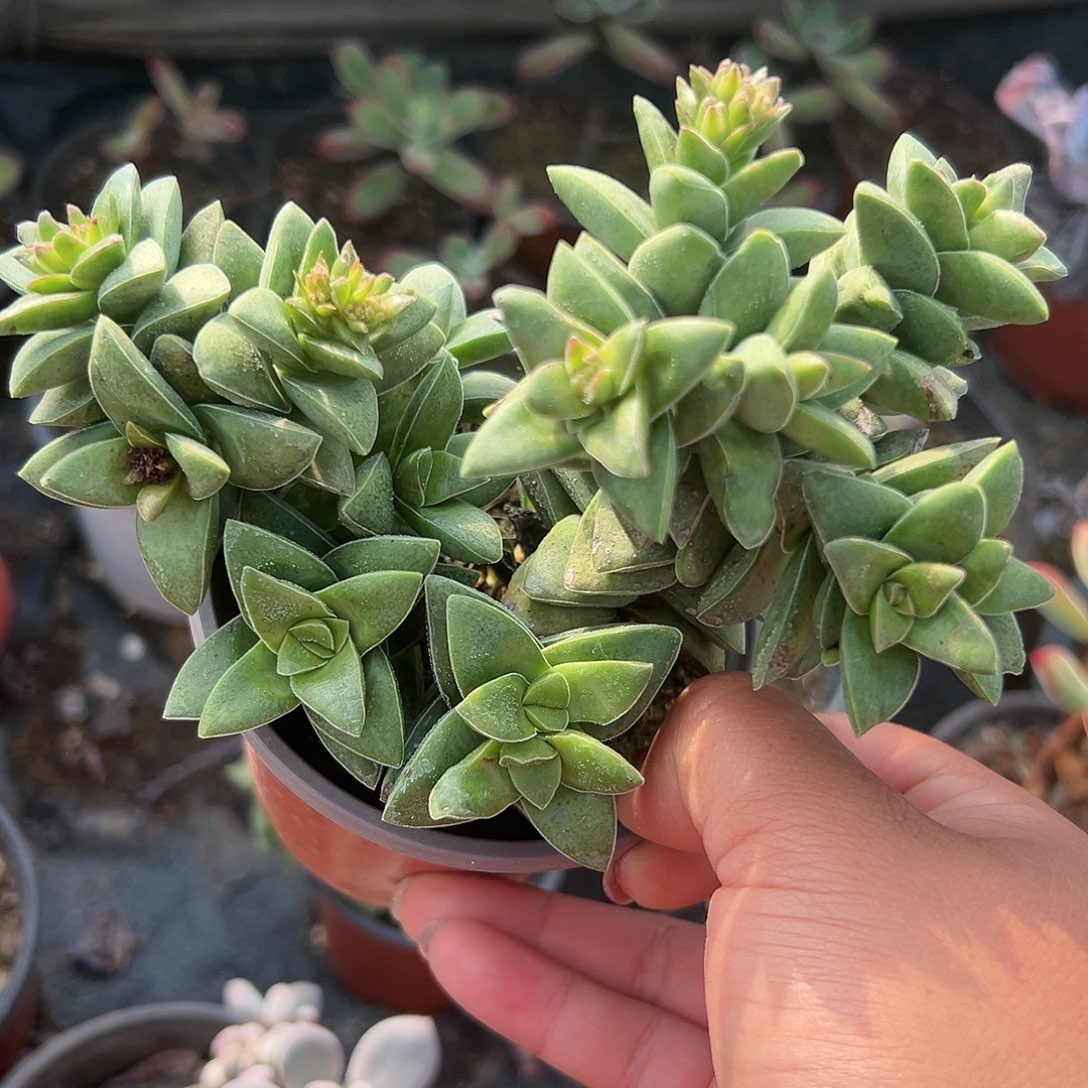 多肉植物多肉植物