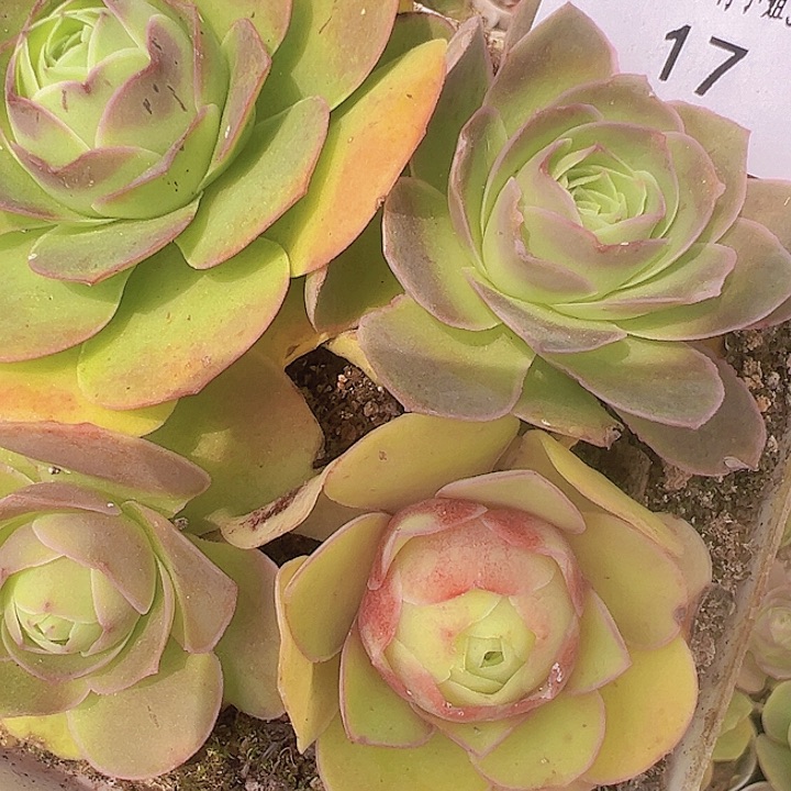 蓉*！山地玫瑰多肉植物17