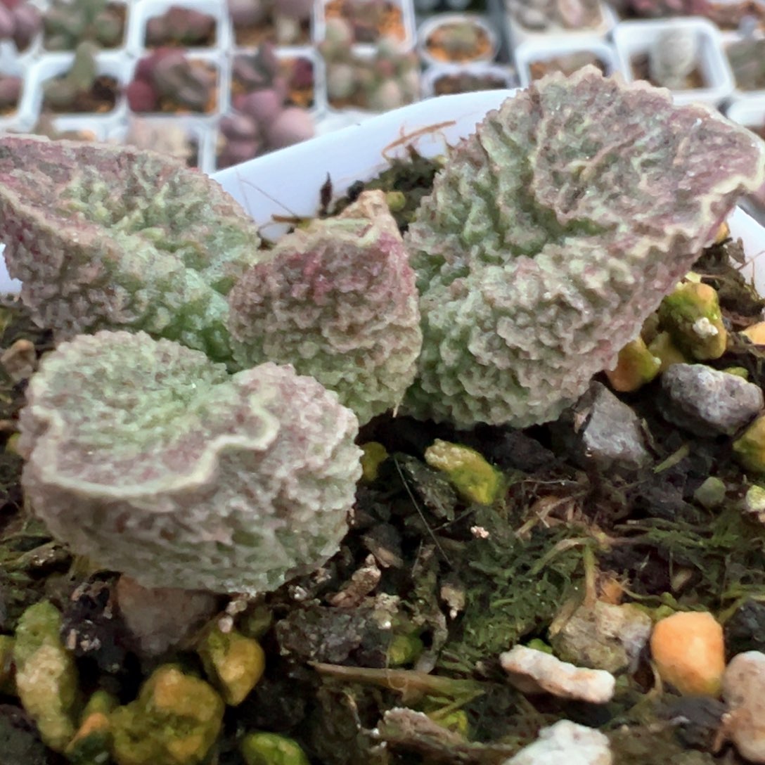 实生新品单头纯木质桩多肉植物