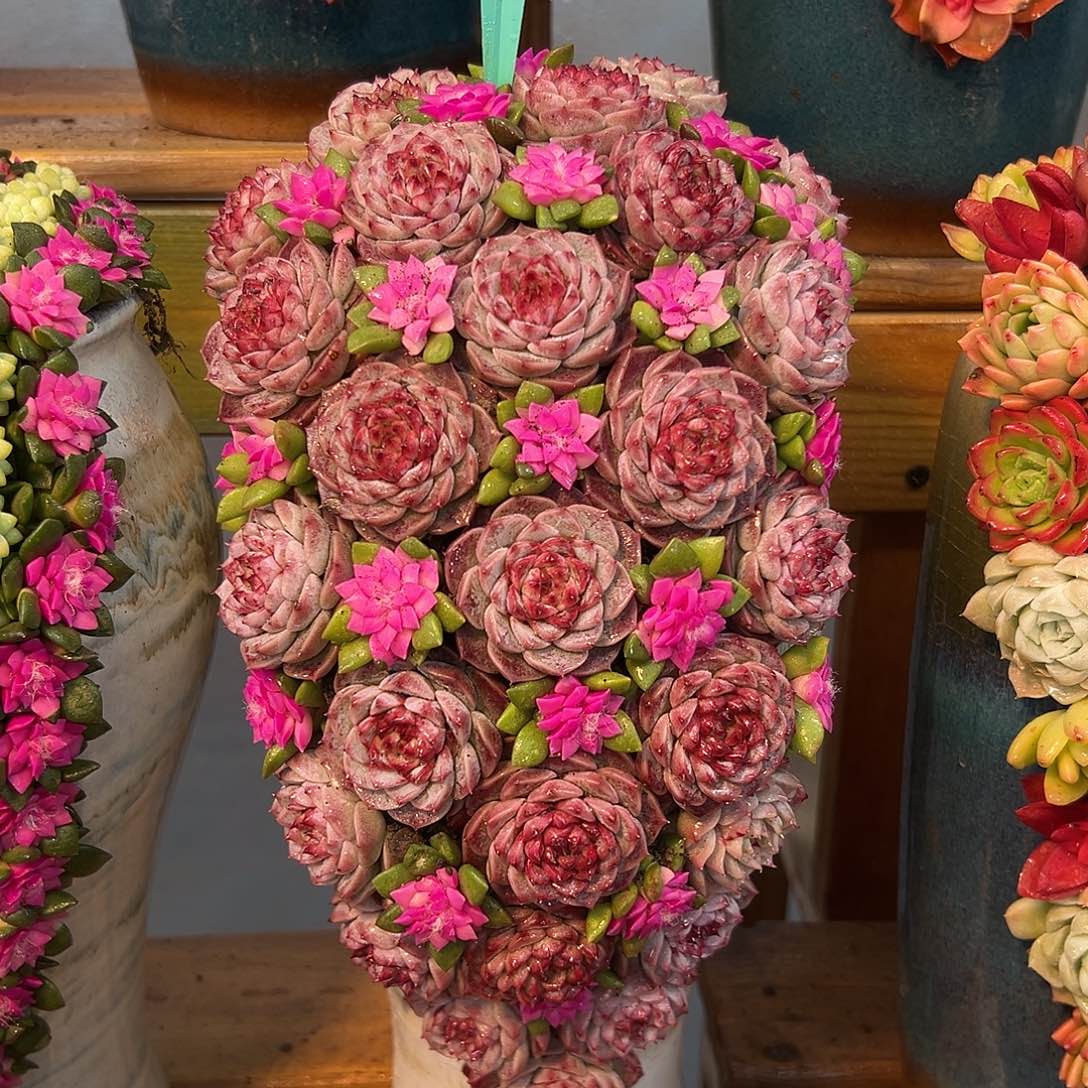 014天鹅湖花园多肉组合