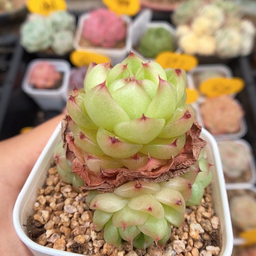 润玉珍妮可拍。            
