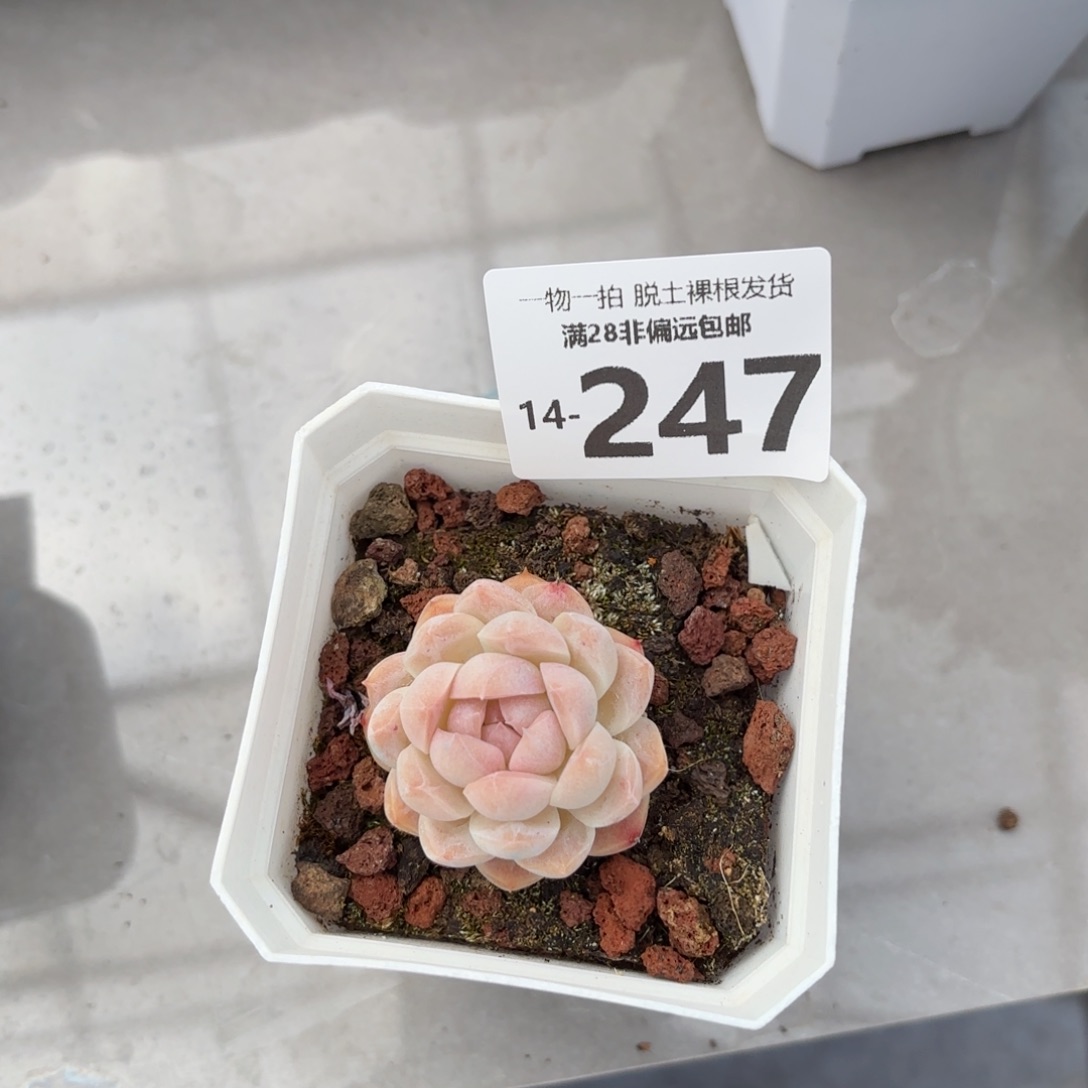 白梦单头多肉多肉