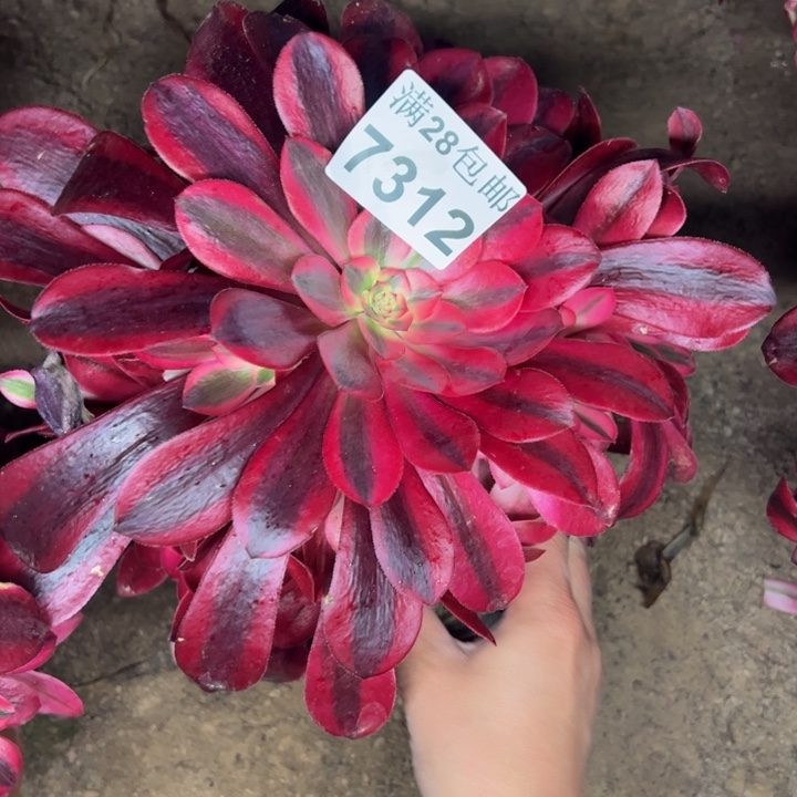 7312南美杜莎多肉植物