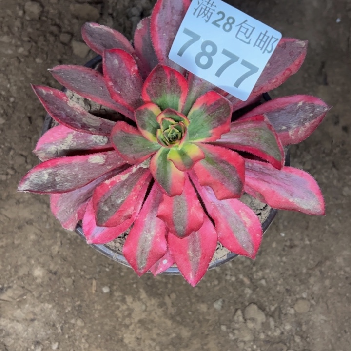 7877魅影多肉植物