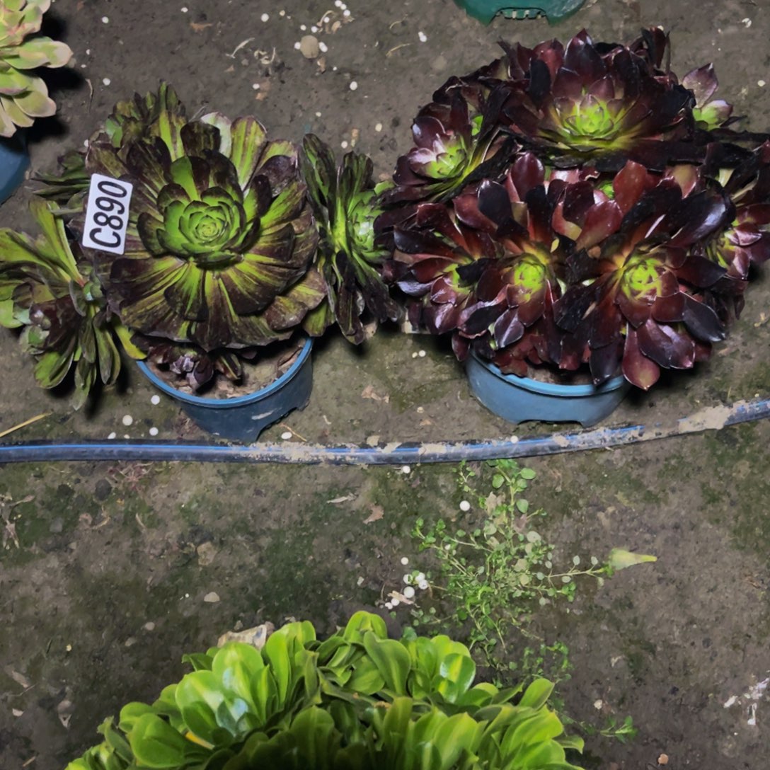 两人法师16-1包邮