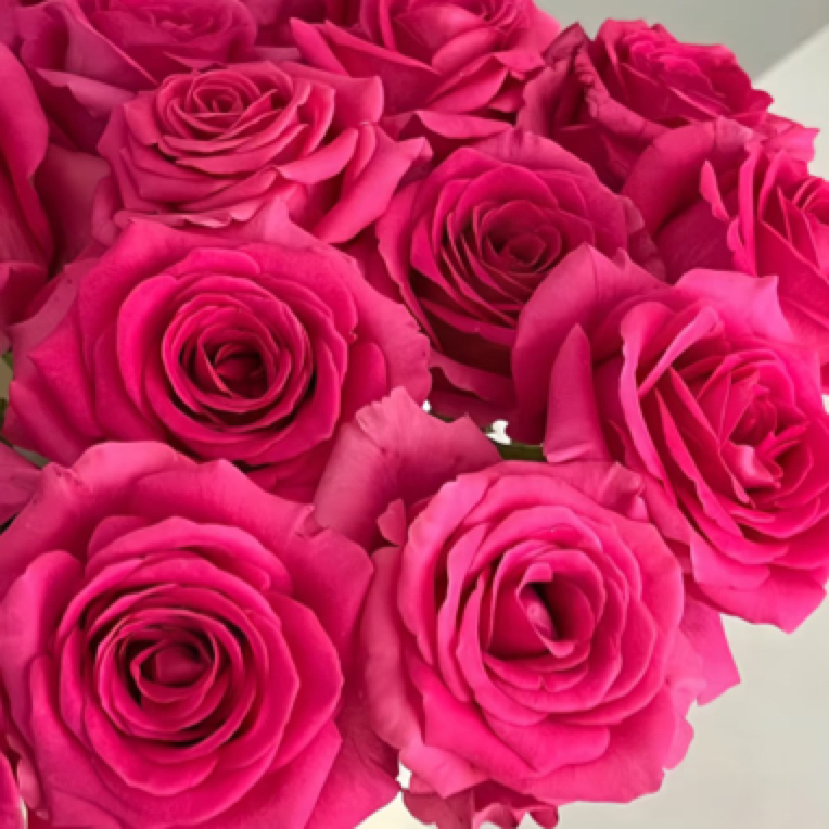 【弗洛伊德+粉雪山玫瑰】同地址任意拍2单冷链送货上门 