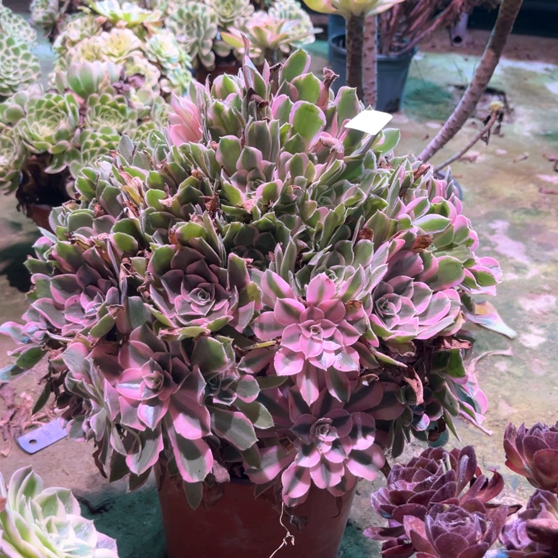 多肉植物男神0045