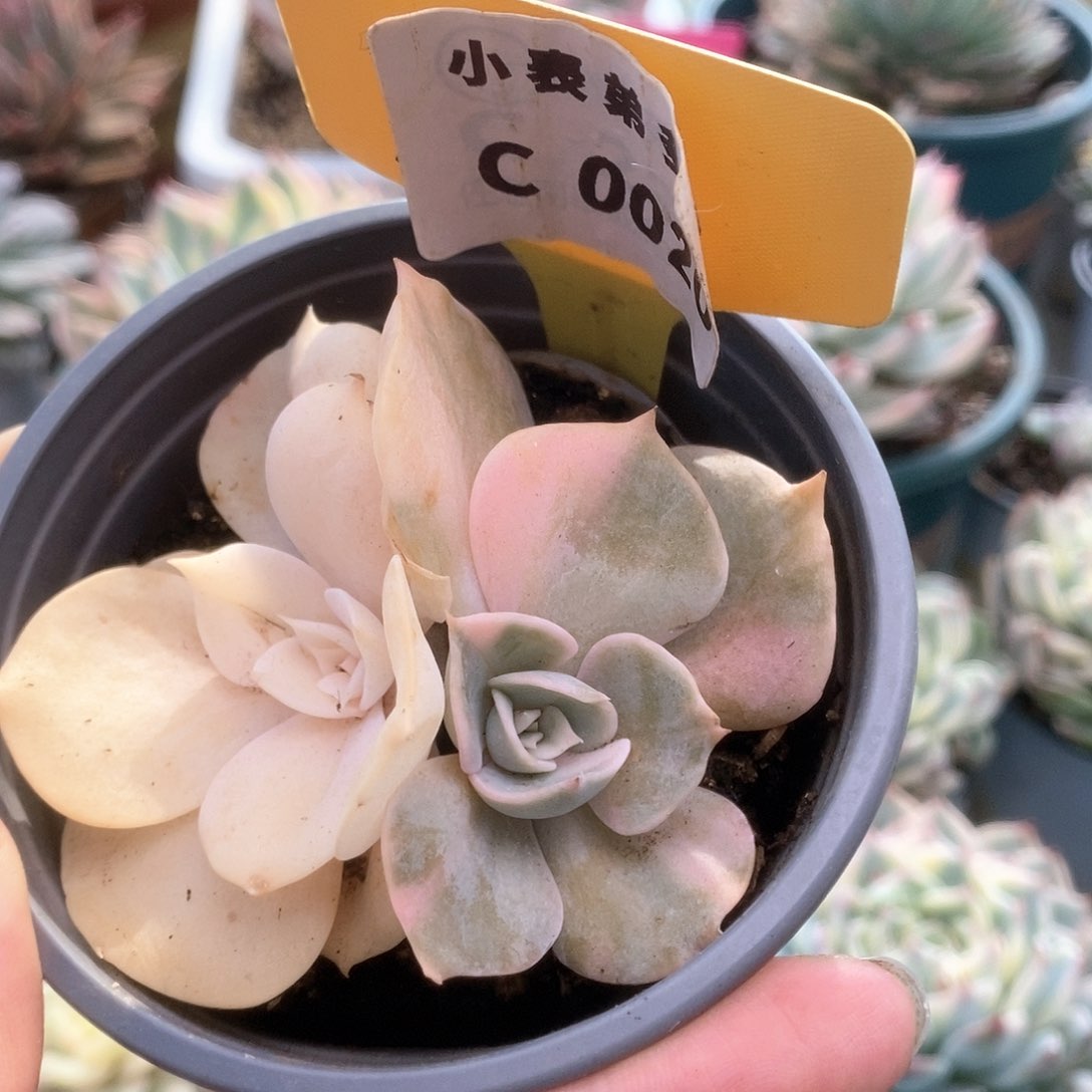 C020双子座锦锦锦锦锦锦