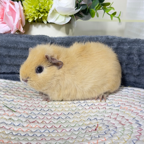 45号豚鼠荷兰猪美泰品种2个月妹妹