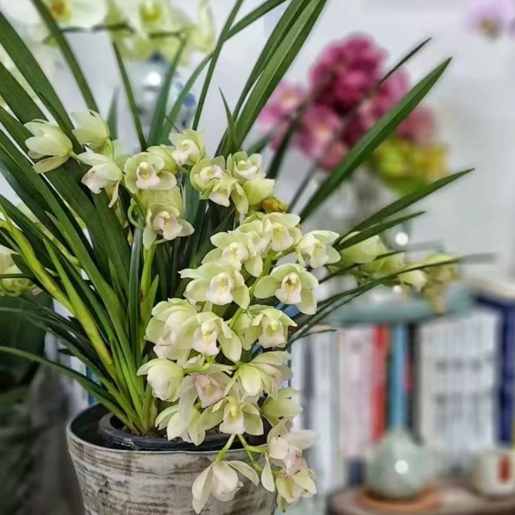 白玉香兰带花苞带花箭原盆带土 精品洁白色兰花 带清香 基地直发