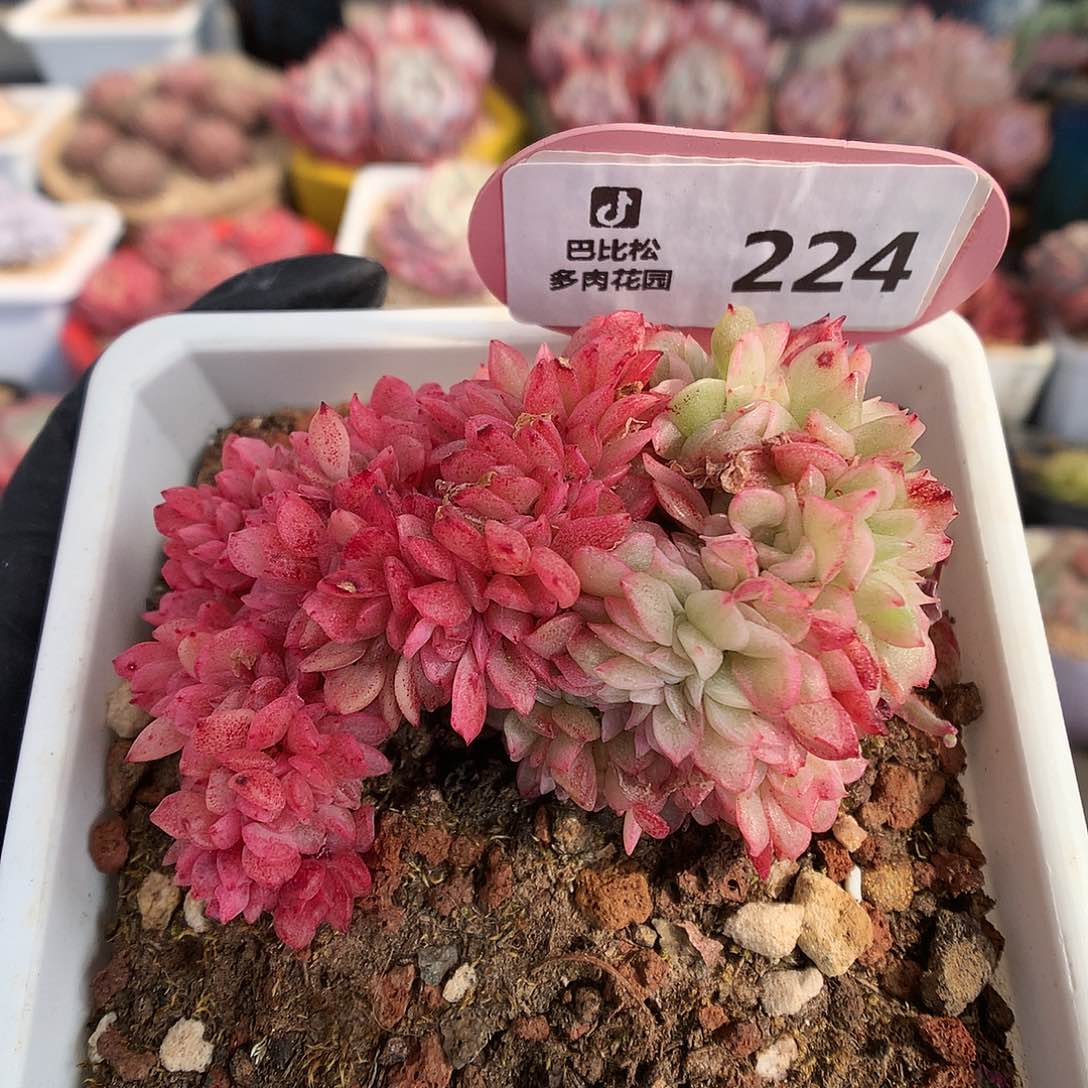 224 东云缀多肉多肉