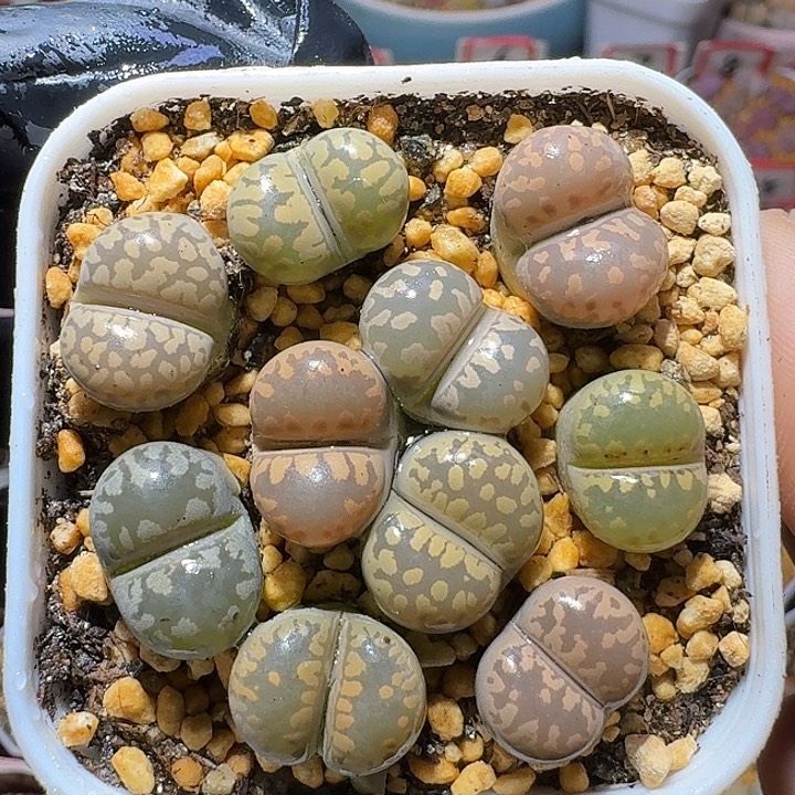 生石花1121222。   133