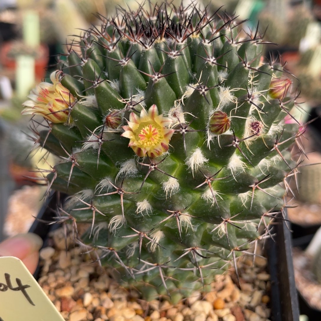 鹿角柱实生仙人球乳突