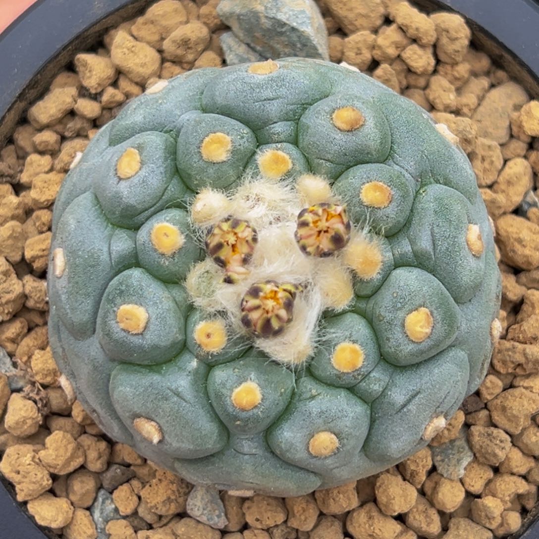 m实生佛头纹经典带盆